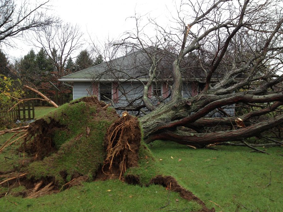 Storm damaged trees - Tree Surgeons Wimbledon, Clapham, Wandsworth and ...