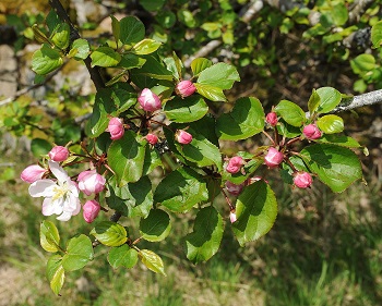 Blossom of the crab apple tree (Malus sylvestris)
